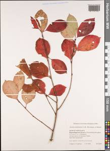 Sorbaronia ×arsenii (Britton & Arsène) G. N. Jones, Siberia, Western Siberia (S1) (Russia)