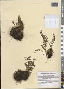 Woodsia ilvensis (L.) R. Br., Eastern Europe, Northern region (E1) (Russia)