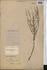 Artemisia maritima L., Middle Asia, Syr-Darian deserts & Kyzylkum (M7) (Kazakhstan)