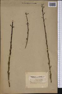 Verbascum blattaria L., America (AMER) (United States)