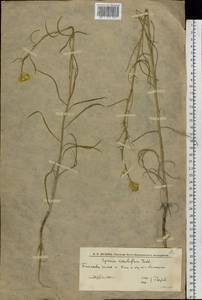 Erysimum quadrangulum Desf., Eastern Europe, Lower Volga region (E9) (Russia)