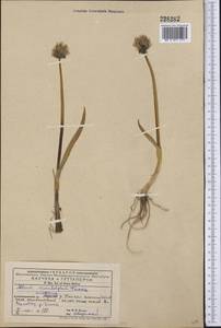 Allium atrosanguineum var. atrosanguineum, Middle Asia, Western Tian Shan & Karatau (M3) (Kyrgyzstan)