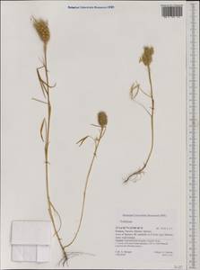 Trifolium, Western Europe (EUR) (Greece)
