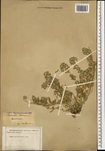 Teucrium polium L., Caucasus, Azerbaijan (K6) (Azerbaijan)