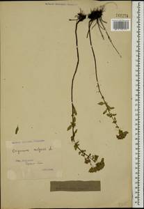 Origanum vulgare L., Caucasus, Georgia (K4) (Georgia)