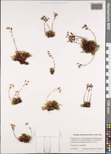 Saxifraga bronchialis var. rebunshirensis (Engl. & Irmsch.) Hara, Siberia, Russian Far East (S6) (Russia)