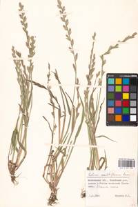 Lolium multiflorum Lam., Eastern Europe, Moscow region (E4a) (Russia)