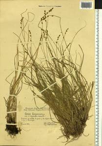 Carex bonanzensis Britton, Siberia, Western Siberia (S1) (Russia)