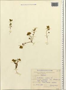 Trifolium scabrum L., Caucasus, Dagestan (K2) (Russia)