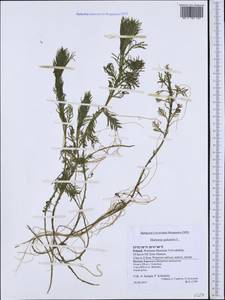 Hottonia palustris L., Western Europe (EUR) (Poland)