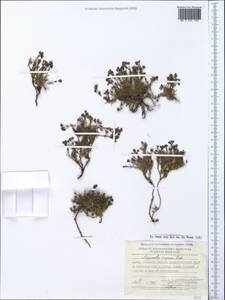 Cynanchica supina subsp. supina, Crimea (KRYM) (Russia)