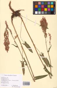 Rumex thyrsiflorus Fingerh., Eastern Europe, Central forest-and-steppe region (E6) (Russia)