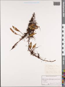 Pyrrosia petiolosa (Christ) Ching, Siberia, Russian Far East (S6) (Russia)