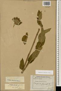 Campanula glomerata subsp. hispida (Witasek) Hayek, Caucasus, Stavropol Krai, Karachay-Cherkessia & Kabardino-Balkaria (K1b) (Russia)