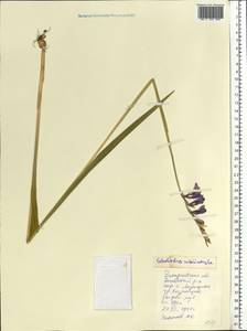 Gladiolus imbricatus L., Eastern Europe, West Ukrainian region (E13) (Ukraine)