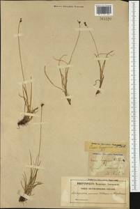 Carex lachenalii Schkuhr , nom. cons., Western Europe (EUR) (Sweden)