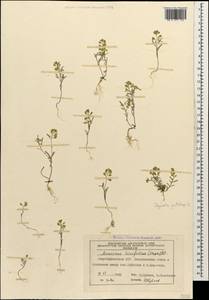 Meniocus linifolius (Stephan ex Willd.) DC., Caucasus, Azerbaijan (K6) (Azerbaijan)