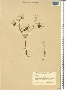 Scandix stellata Banks & Sol., Caucasus, Armenia (K5) (Armenia)