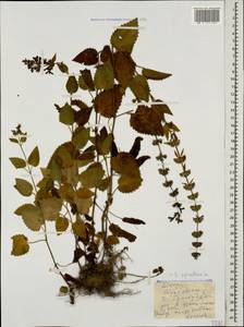 Stachys sylvatica L., Caucasus, Georgia (K4) (Georgia)