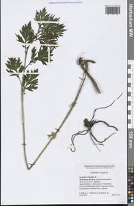 Artemisia vulgaris L., Eastern Europe, Central forest-and-steppe region (E6) (Russia)