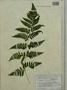 Dryopteris carthusiana (Vill.) H.P.Fuchs, Eastern Europe, Belarus (E3a) (Belarus)