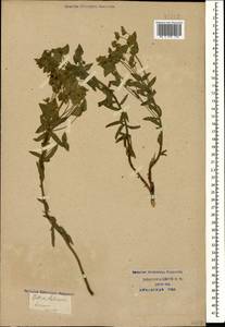 Euphorbia glareosa Pall. ex M.Bieb., Caucasus, Krasnodar Krai & Adygea (K1a) (Russia)
