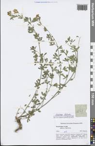 Medicago falcata L., Siberia, Altai & Sayany Mountains (S2) (Russia)