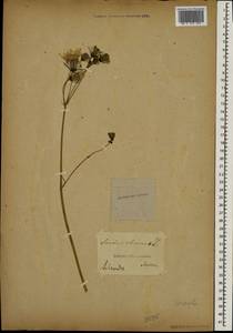 Sonchus oleraceus L., Eastern Europe, Moscow region (E4a) (Russia)