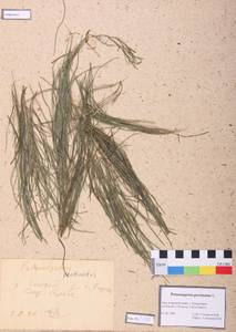 Stuckenia pectinata (L.) Börner, Siberia, Central Siberia (S3) (Russia)