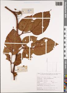 Rubus ellipticus Sm., South Asia, South Asia (Asia outside ex-Soviet states and Mongolia) (ASIA) (Vietnam)