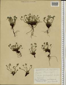 Eritrichium jenisseense, Siberia, Altai & Sayany Mountains (S2) (Russia)