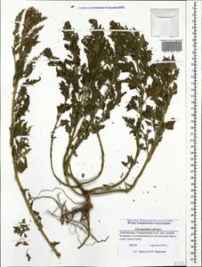 Oxybasis rubra (L.) S. Fuentes, Uotila & Borsch, Caucasus, Azerbaijan (K6) (Azerbaijan)