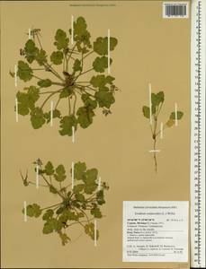 Erodium malacoides, South Asia, South Asia (Asia outside ex-Soviet states and Mongolia) (ASIA) (Cyprus)