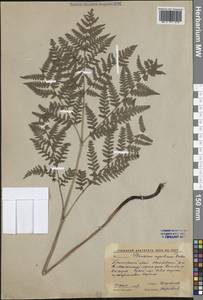 Pteridium aquilinum (L.) Kuhn, Siberia, Russian Far East (S6) (Russia)