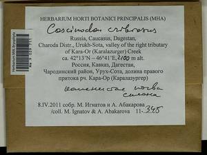Coscinodon cribrosus (Hedw.) Spruce, Bryophytes, Bryophytes - North Caucasus & Ciscaucasia (B12) (Russia)