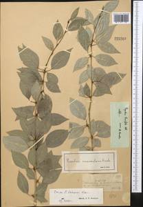 Populus laurifolia Ledeb., Middle Asia, Dzungarian Alatau & Tarbagatai (M5) (Kazakhstan)