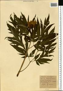 Paeonia anomala L., Eastern Europe, Eastern region (E10) (Russia)
