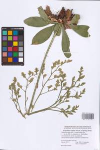 Goniolimon elatum (Fisch. ex Spreng.) Boiss., Eastern Europe, Eastern region (E10) (Russia)