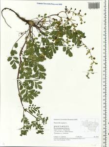 Potentilla supina L., Eastern Europe, Central region (E4) (Russia)