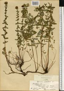 Hypericum perforatum L., Eastern Europe, Moscow region (E4a) (Russia)