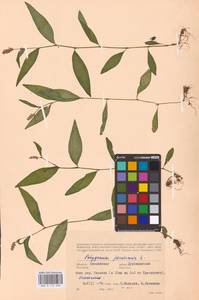 Persicaria maculosa Gray, Eastern Europe, Western region (E3) (Russia)