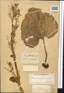Rheum wittrockii Lundstr., Middle Asia, Dzungarian Alatau & Tarbagatai (M5) (Kazakhstan)