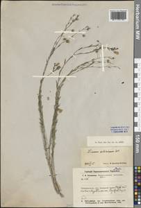 Linum perenne L., Siberia, Baikal & Transbaikal region (S4) (Russia)