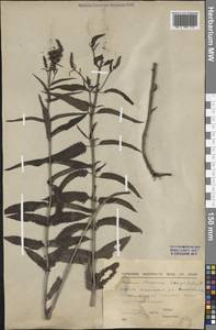 Veronica longifolia L., Siberia, Yakutia (S5) (Russia)