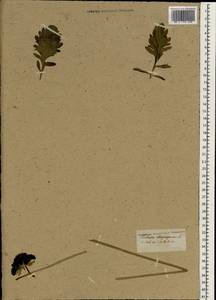 Sixalix atropurpurea subsp. atropurpurea, South Asia, South Asia (Asia outside ex-Soviet states and Mongolia) (ASIA) (India)