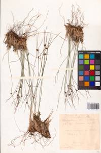 Oreojuncus trifidus (L.) Záv. Drábk. & Kirschner, Eastern Europe, Eastern region (E10) (Russia)