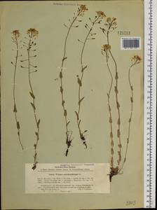 Noccaea thlaspidioides (Pall.) F.K.Mey., Siberia, Baikal & Transbaikal region (S4) (Russia)