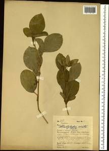 Atractylodes lancea (Thunb.) DC., Siberia, Russian Far East (S6) (Russia)