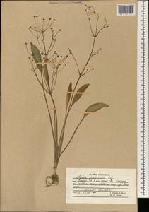 Alisma gramineum Lej., South Asia, South Asia (Asia outside ex-Soviet states and Mongolia) (ASIA) (Afghanistan)