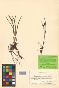 Sparganium hyperboreum Laest. ex Beurl., Siberia, Russian Far East (S6) (Russia)